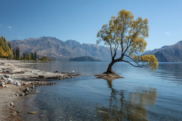 Download Tree with Mountains Background Wallpaper - Tree Collection