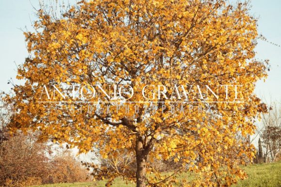 Download Autumn Landscape with Orange Autumn Oak Tree - Tree Collection